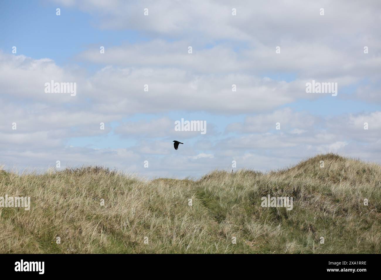 Agile flying bird hi-res stock photography and images - Alamy
