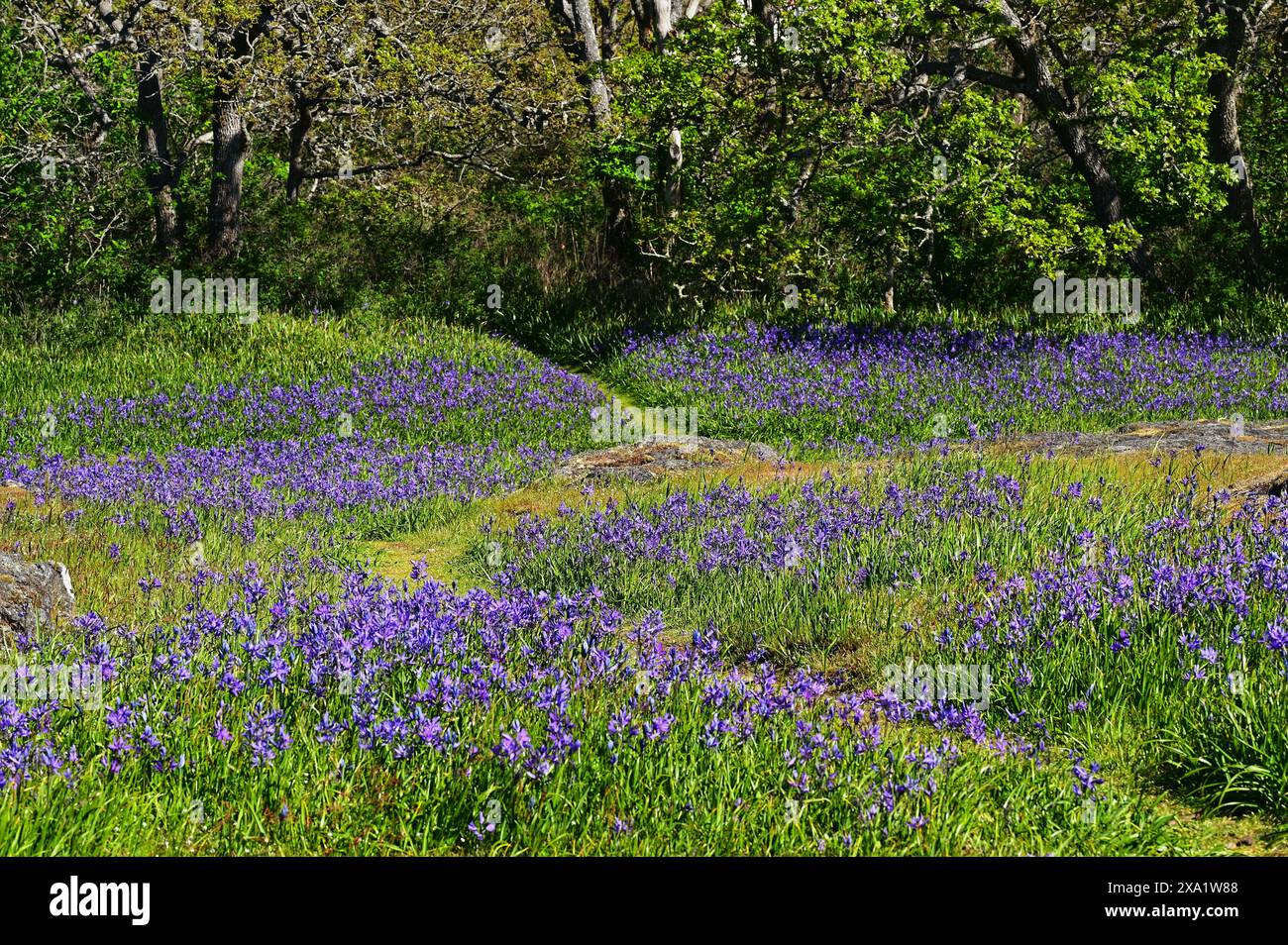 A blooming field filled with colorful flowers Stock Photo - Alamy