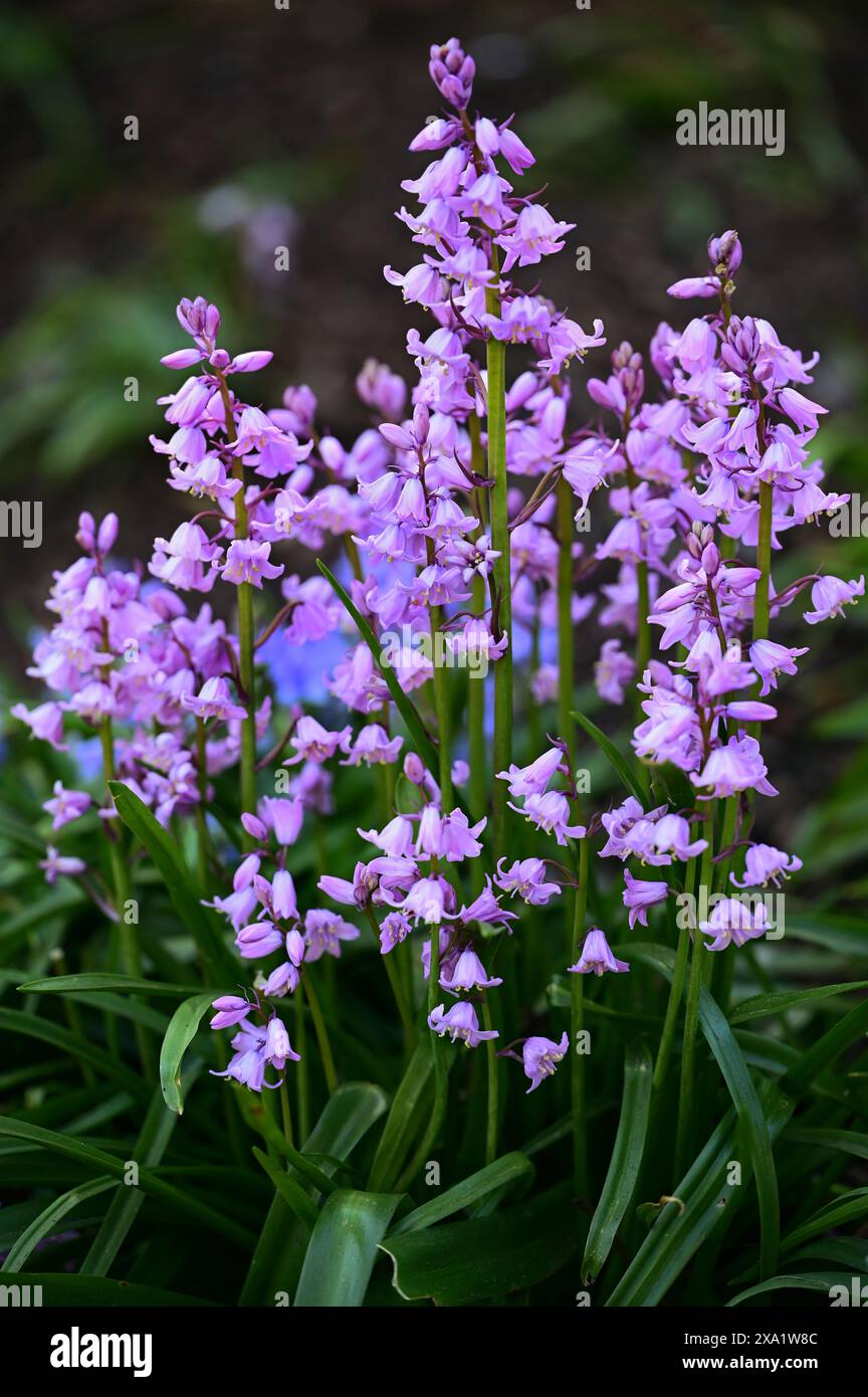 Plants purple green foliage hi-res stock photography and images - Alamy