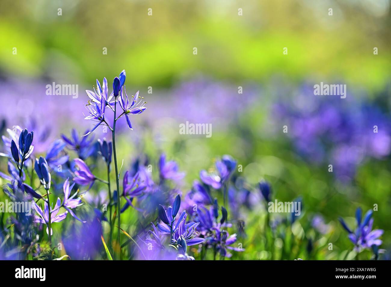 Wildflowers in lavender field hi-res stock photography and images