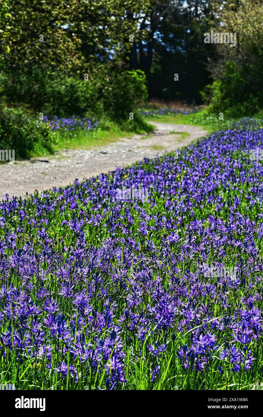 Purple wildflowers bloom near hi-res stock photography and images - Alamy