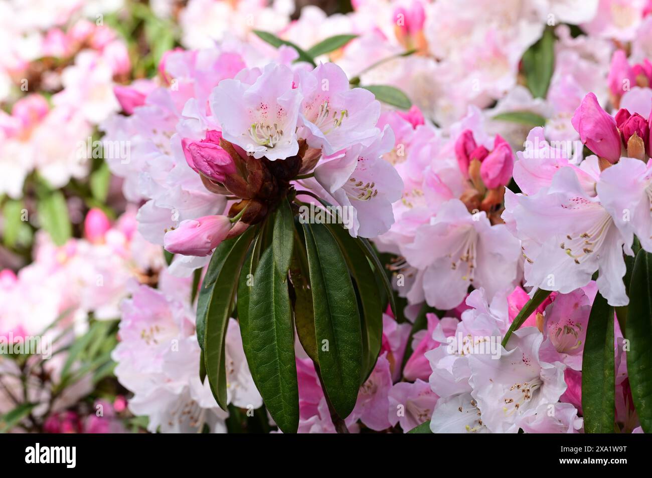 Cluster of soft pink flowers blooms hi-res stock photography and images ...