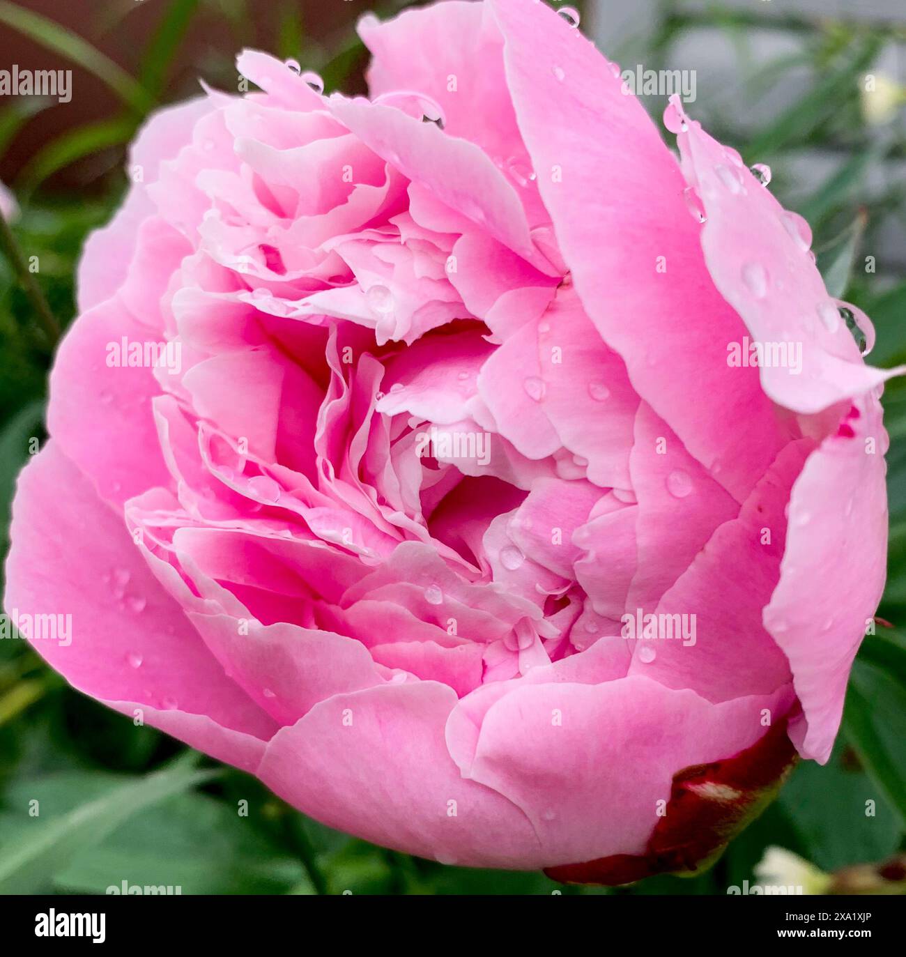 Beautiful rose with thorns hi-res stock photography and images - Alamy