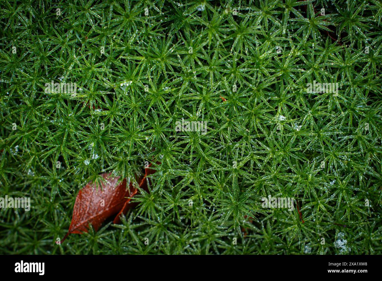 Wet Irish moss (Sagina subulata) on the ground Stock Photo
