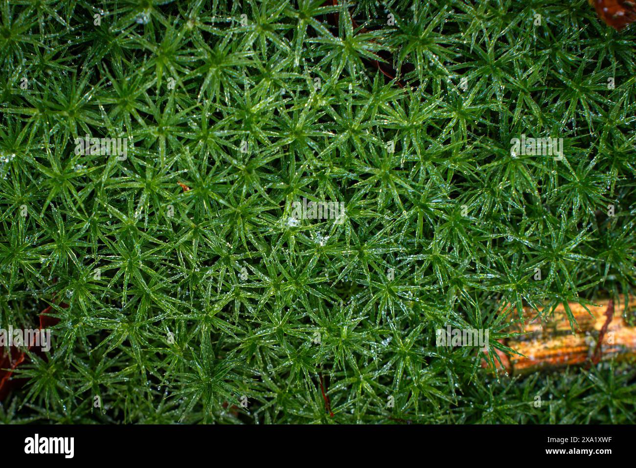 Wet Irish moss (Sagina subulata) on the ground Stock Photo - Alamy