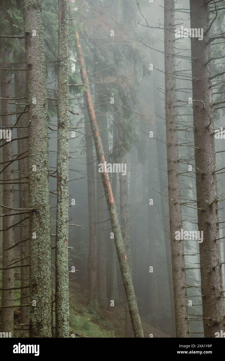 Dense pine trees shrouded in hi-res stock photography and images - Alamy