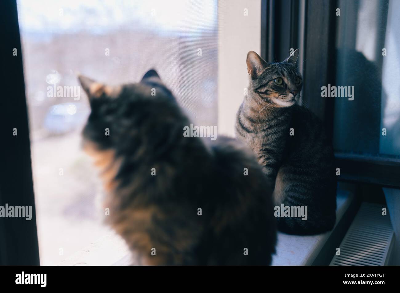 The two cats sitting on a windowsill gazing outside Stock Photo - Alamy