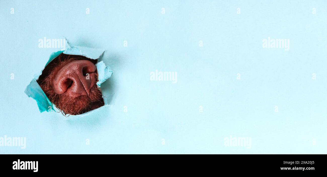 A dog sticks its nose out of a hole in paper on a colored background ...