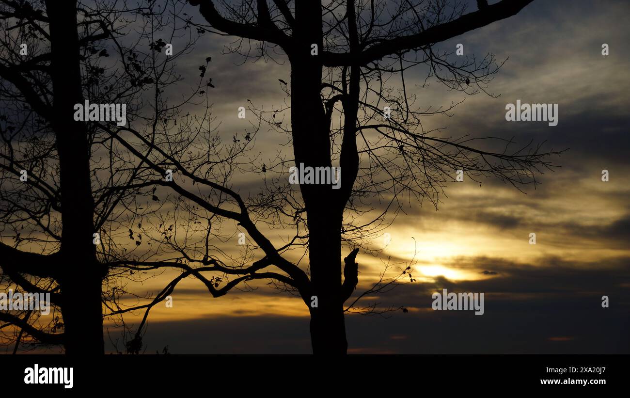 Sunset behind silhouetted trees, clouds in sky over water Stock Photo