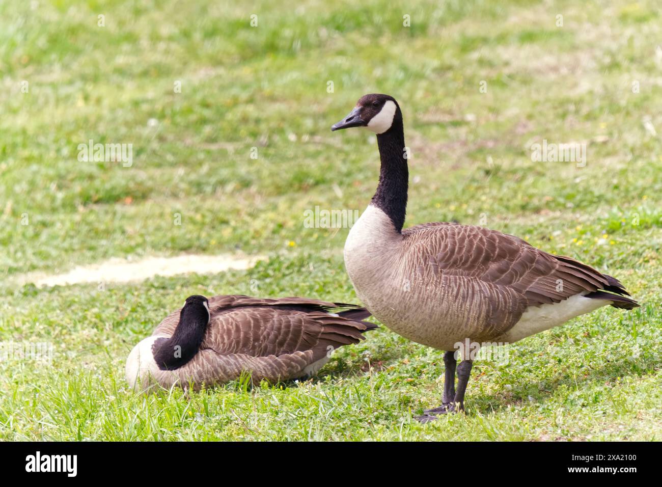 Geese In Kansas Geese ducks walking in hi-res stock photography and images - Alamy