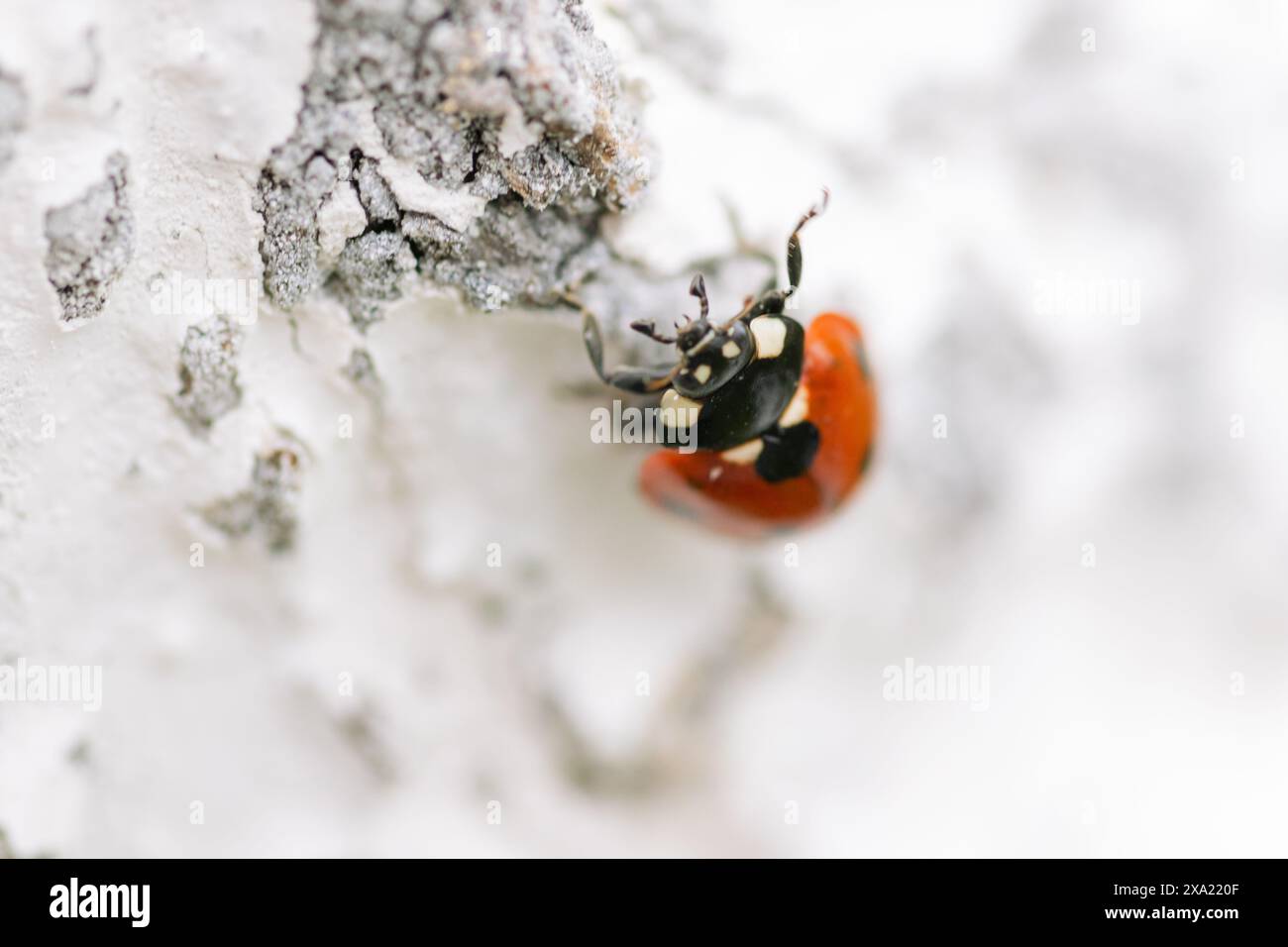 A close-up of a ladybug perched on a wooden surface Stock Photo
