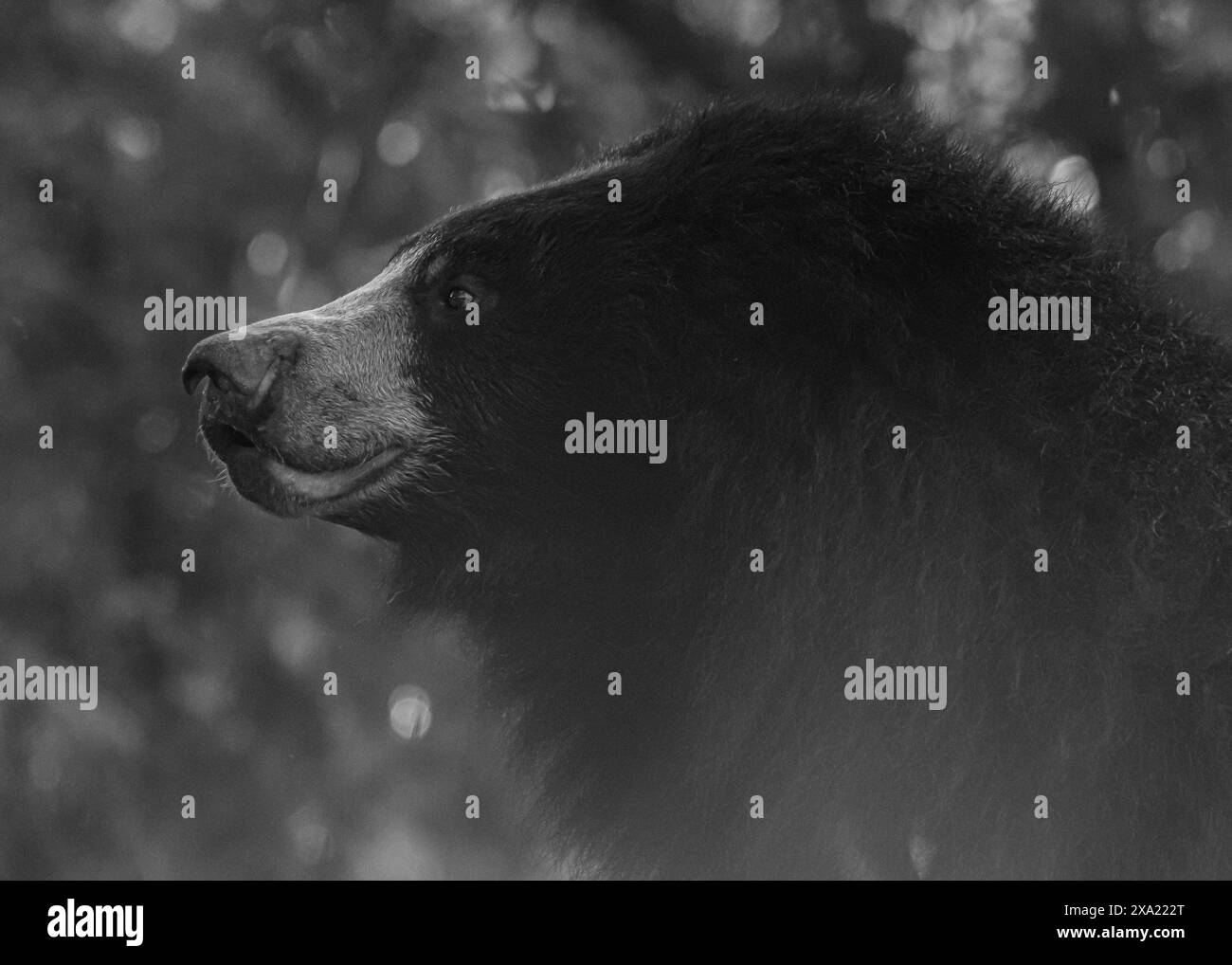 Brown bear sanctuary Black and White Stock Photos & Images - Alamy