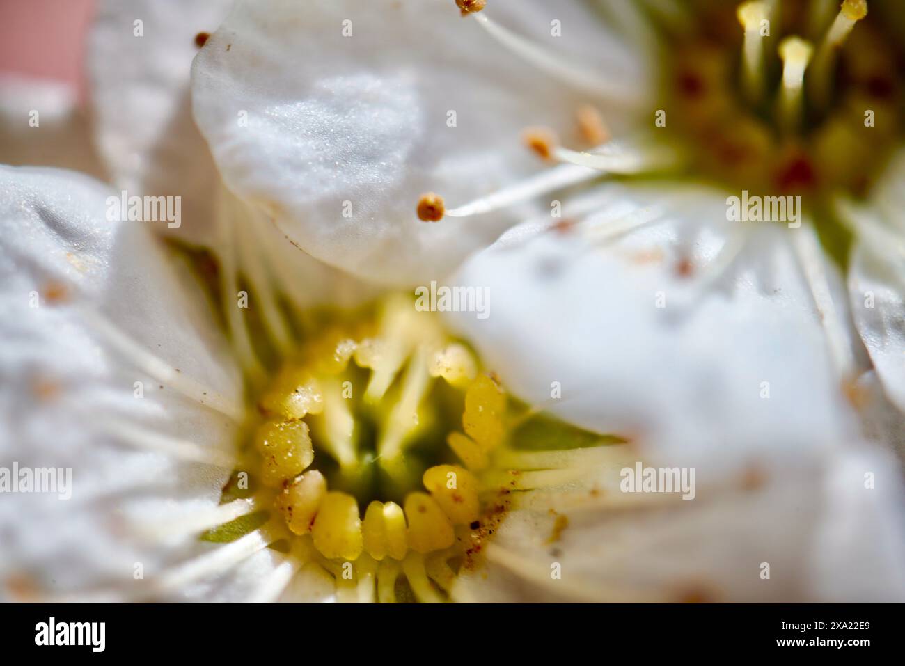 Yellow Poller Close-up of a white flower with yellow pollen on a stem Stock Photo - Alamy