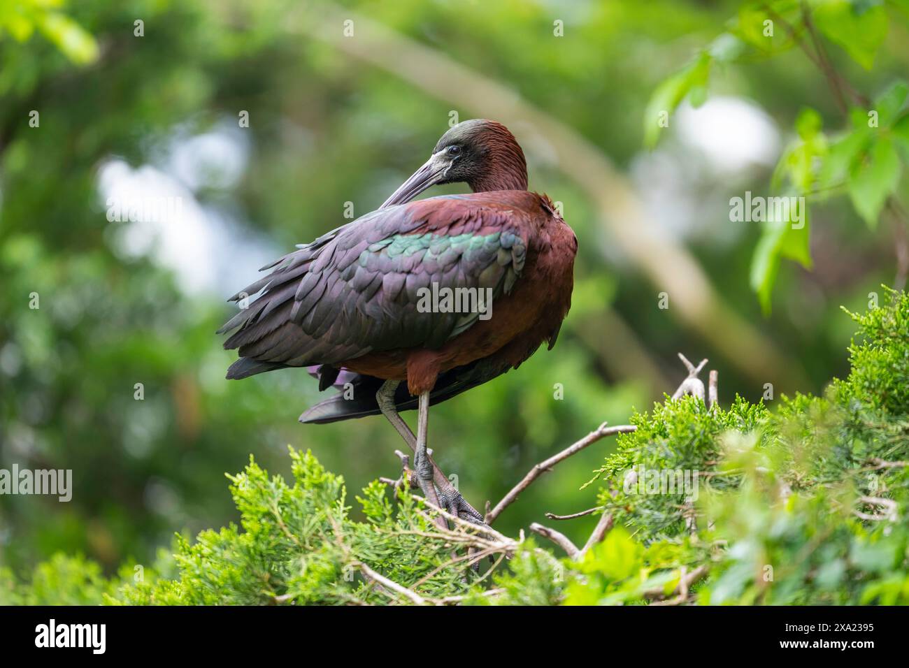 Glossy ibis preening at a rookery in Ocean City NJ Stock Photo