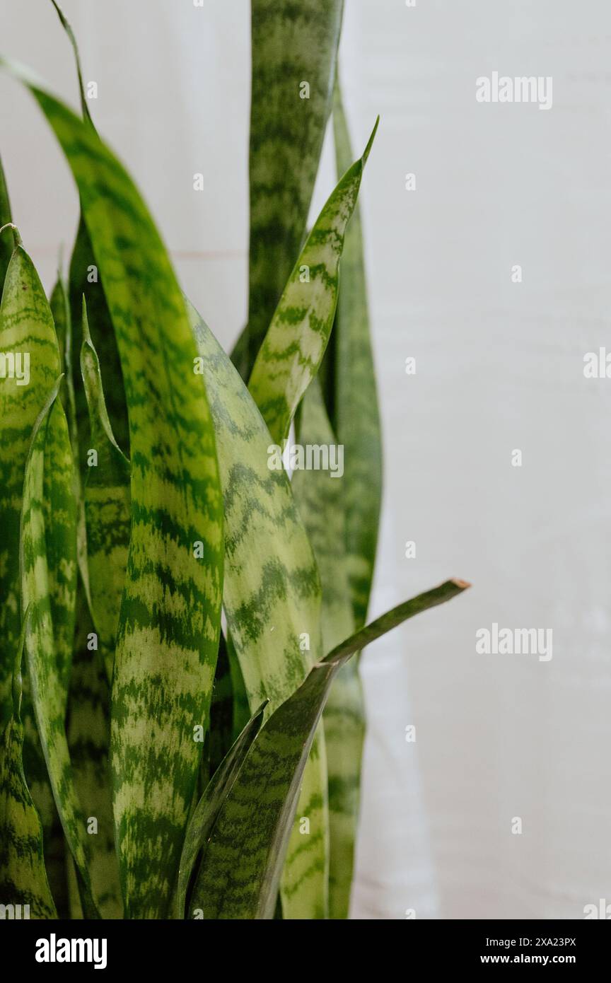 Large Snake Plant Potted Indoors By The Window Stock Photo Alamy large-snake-plant-potted-indoors-by-the-window-stock-photo-alamy