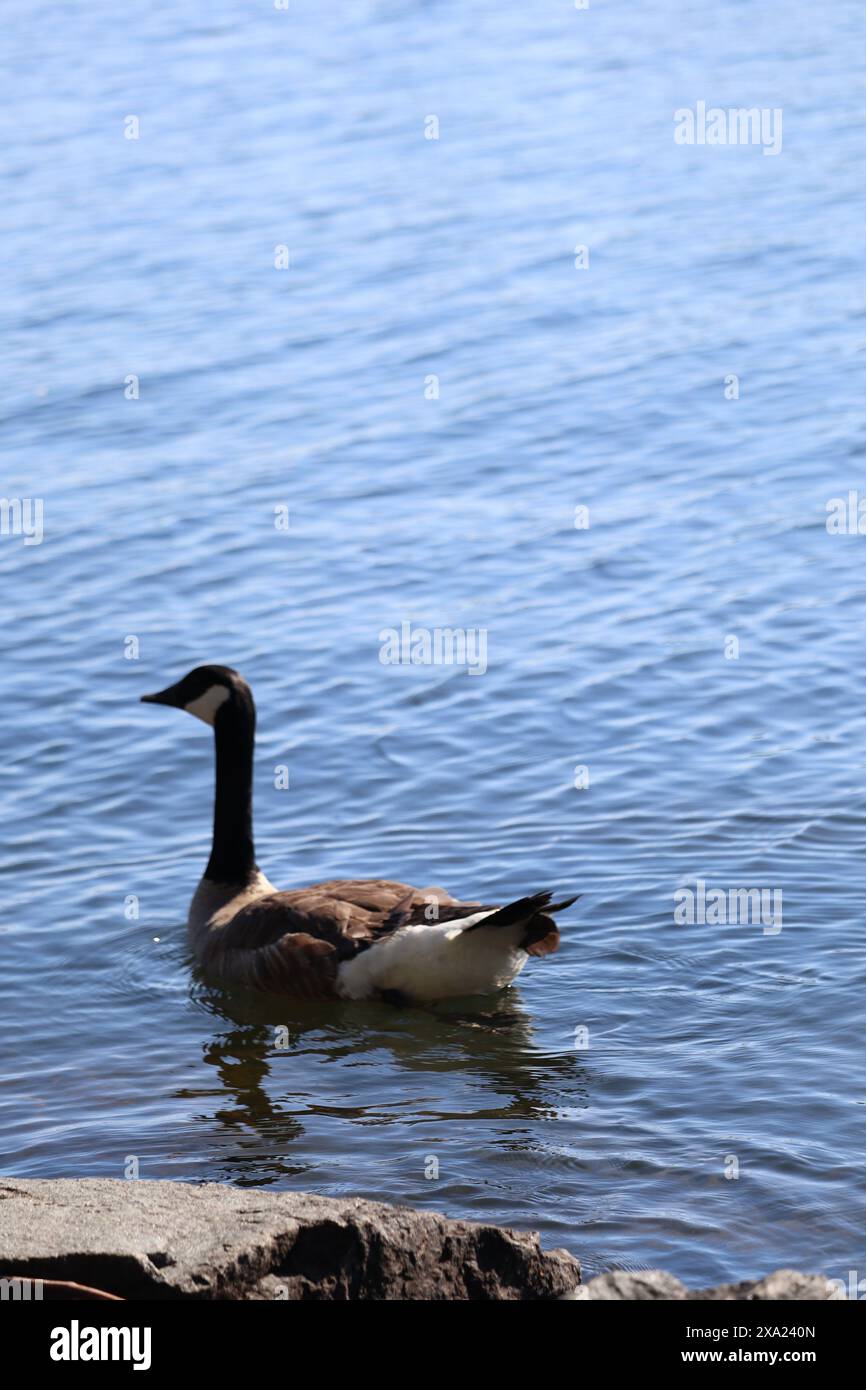 A Canada goose (Branta canadensis) gracefully gliding in a pond in a serene setting Stock Photo