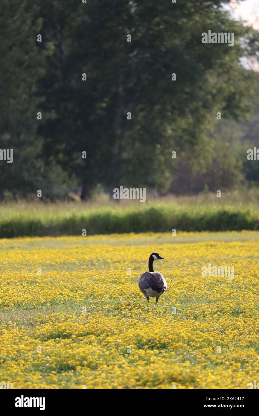A Canada goose (Branta canadensis) in a field of yellow flowers Stock Photo