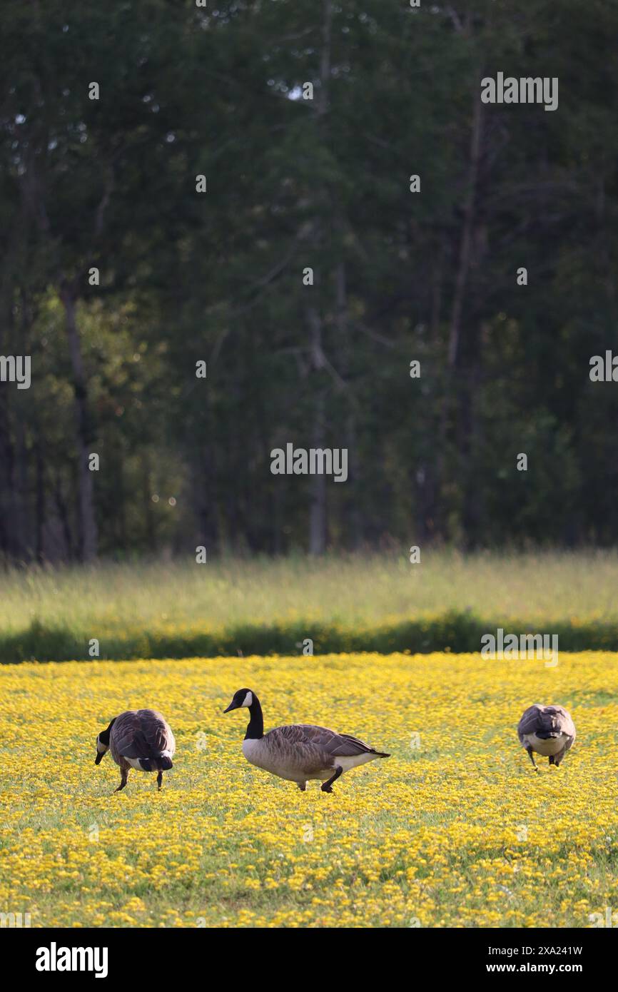 The Canada geese (Branta canadensis) in a field of yellow flowers Stock Photo