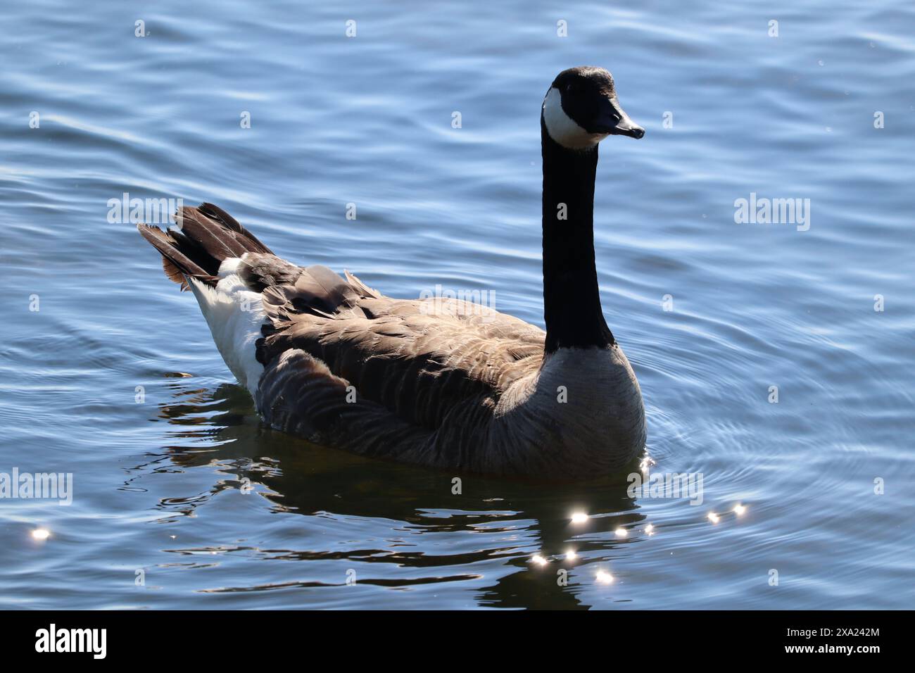 A Canada goose (Branta canadensis) gracefully gliding in a pond in a serene setting Stock Photo