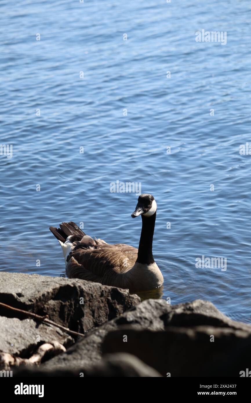 A Canada goose (Branta canadensis) gracefully gliding in a pond in a serene setting Stock Photo