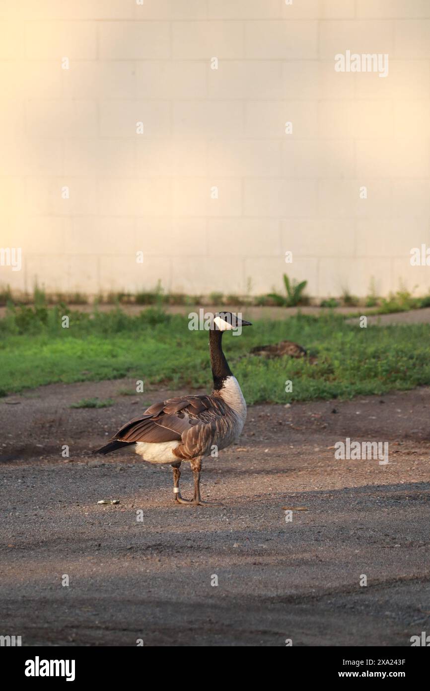 A Canada goose (Branta canadensis) strolling on a city sidewalk Stock Photo