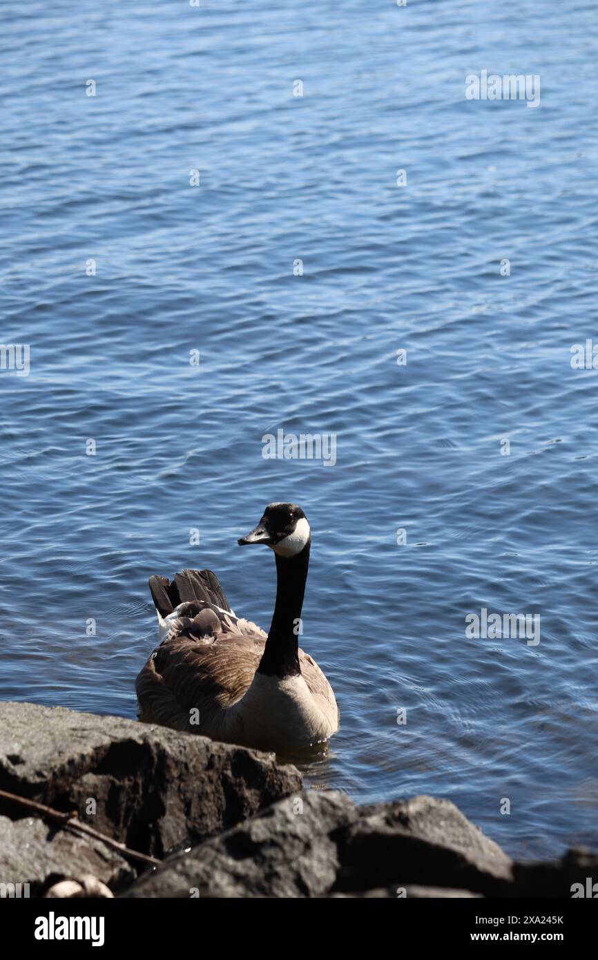 A Canada goose (Branta canadensis) gracefully gliding in a pond in a serene setting Stock Photo