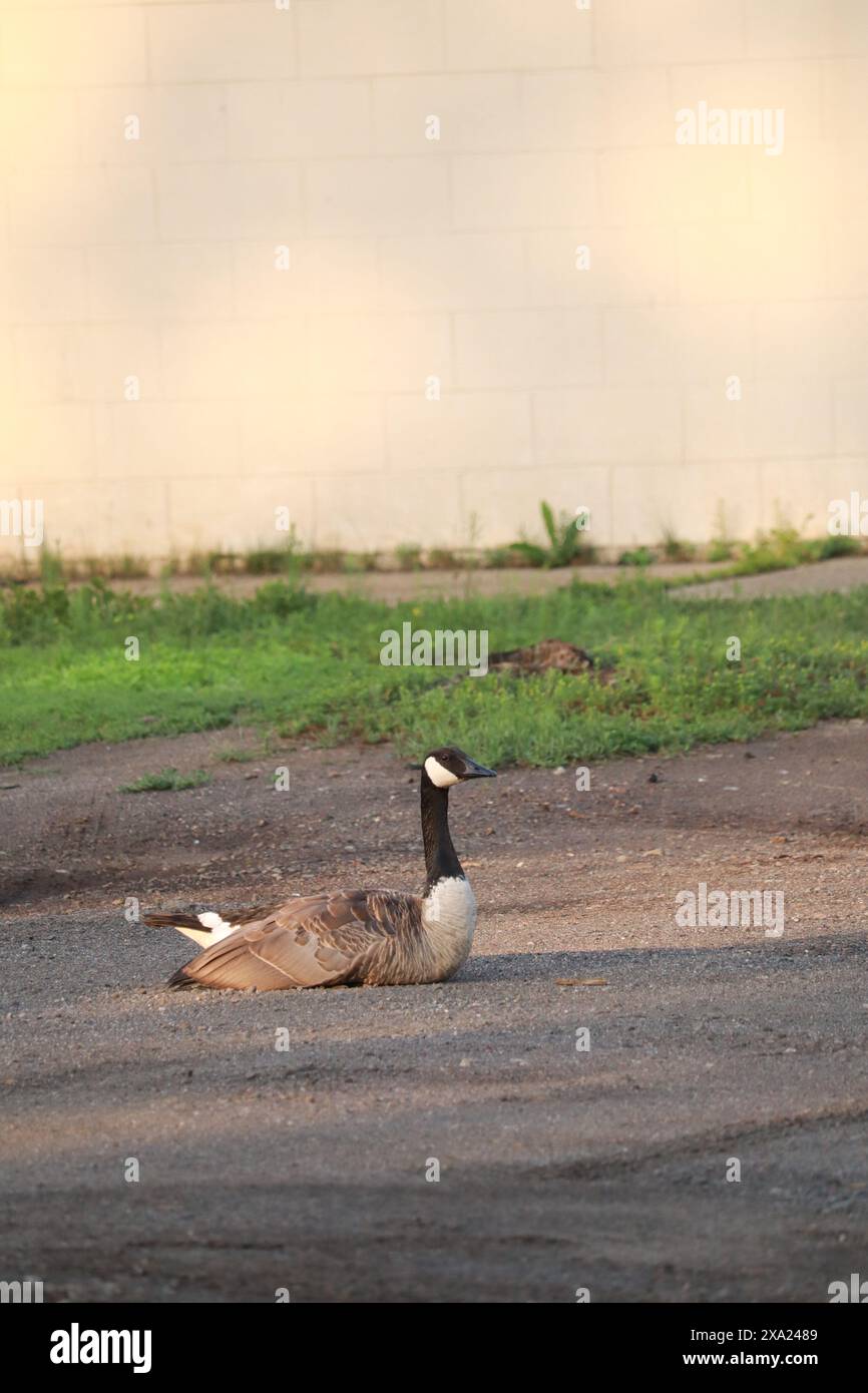 A Canada goose (Branta canadensis) resting on a road Stock Photo