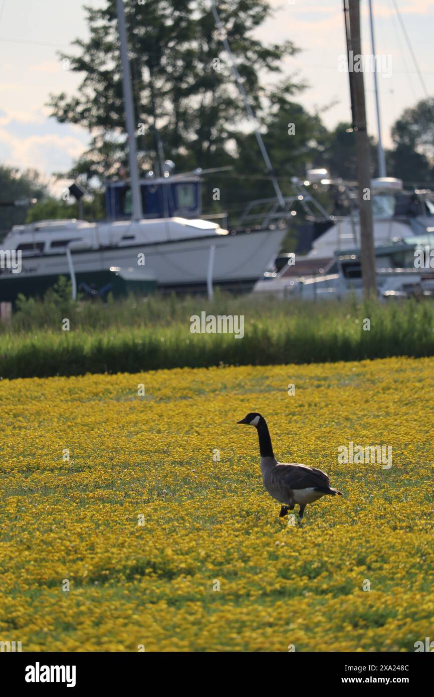 A Canada goose (Branta canadensis) surrounded by yellow flowers in a field Stock Photo