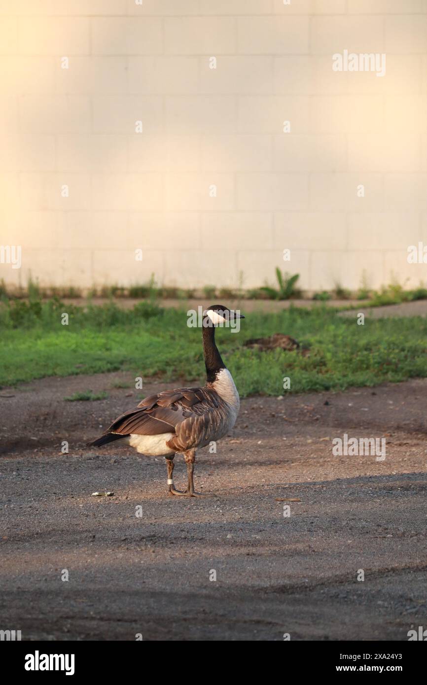 A Canada goose (Branta canadensis) standing on a grassy street Stock Photo