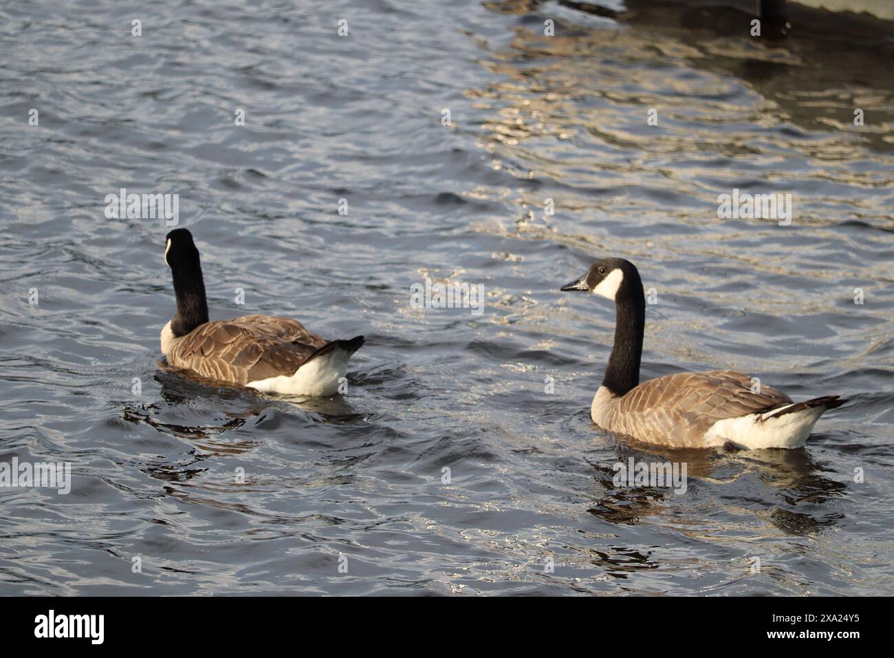 The Canada geese (Branta canadensis) gracefully gliding in a pond in a serene setting Stock Photo