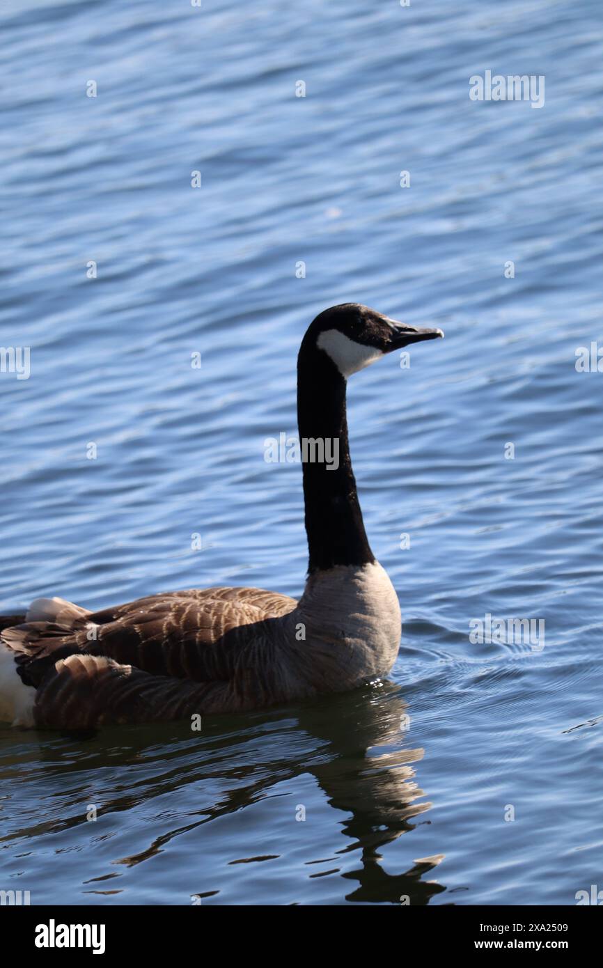 The Canada goose (Branta canadensis) gracefully gliding in a pond in a serene setting Stock Photo