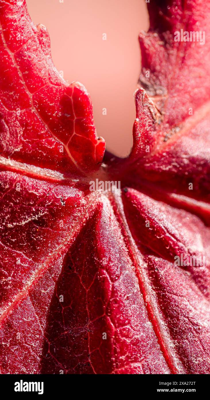 Vibrant red veins hi-res stock photography and images - Alamy