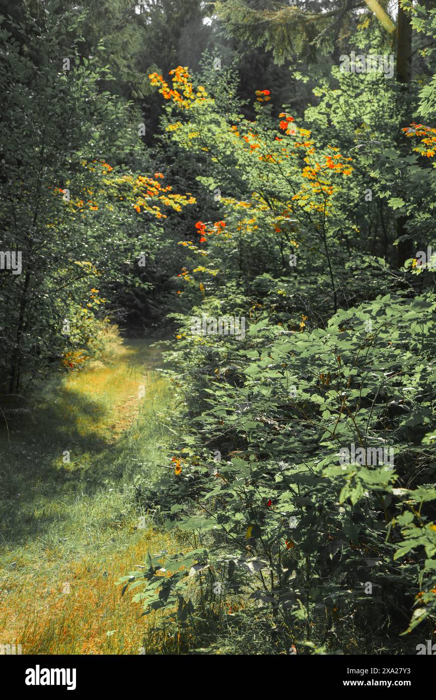 A pathway lined with trees and grass in a forest Stock Photo - Alamy