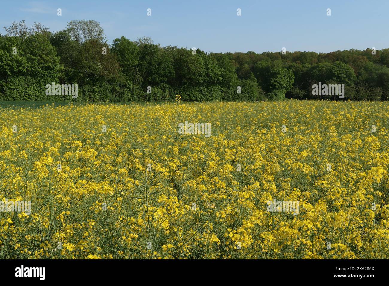 Wildflowers in lush field hi-res stock photography and images - Alamy