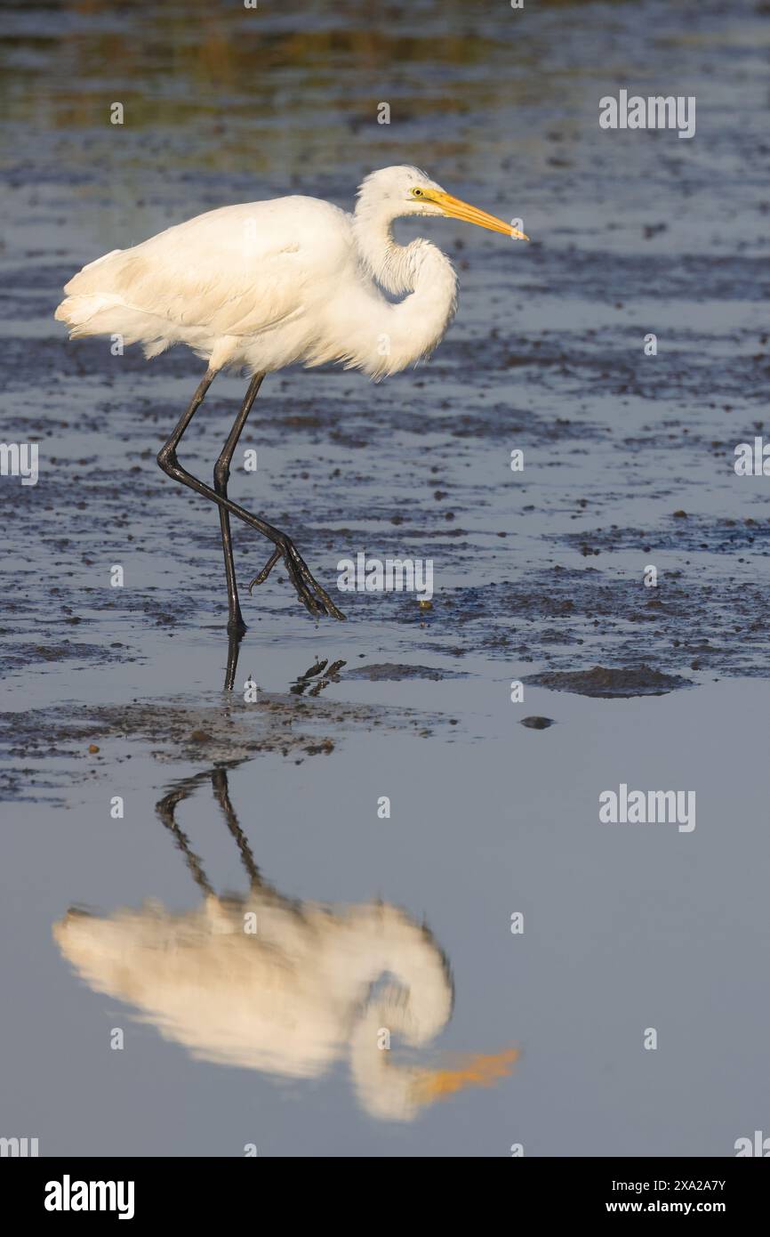 A bird standing in shallow water, wings reflected below Stock Photo