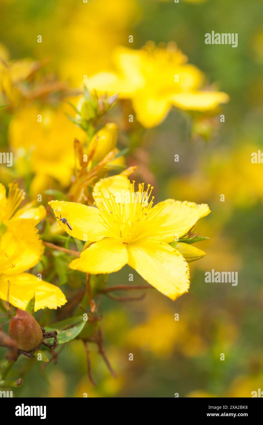 A close-up of St John's Wort (Hypericum) flowering, Germany Stock Photo