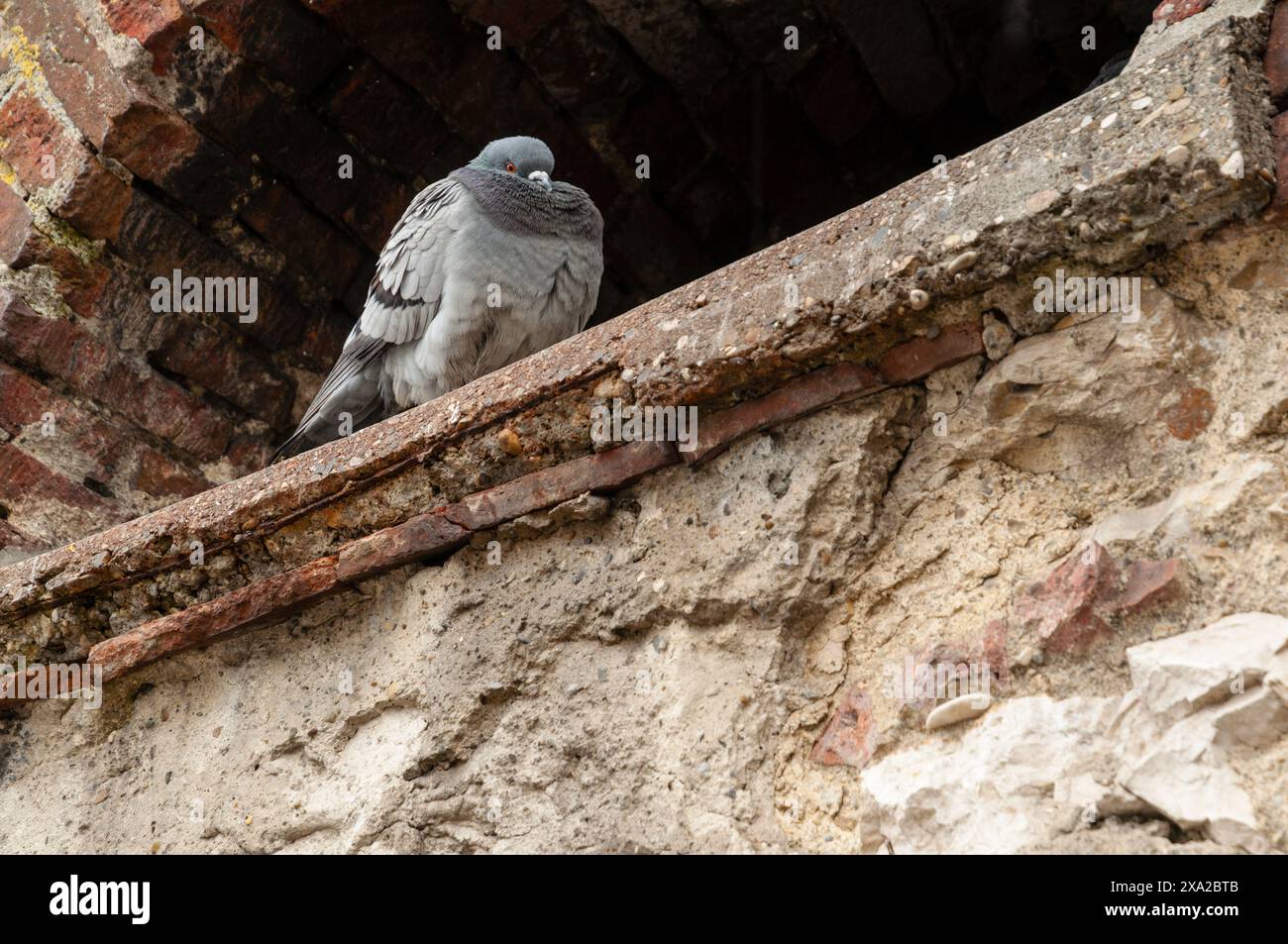 A gray dove resting on a wall ledge Stock Photo