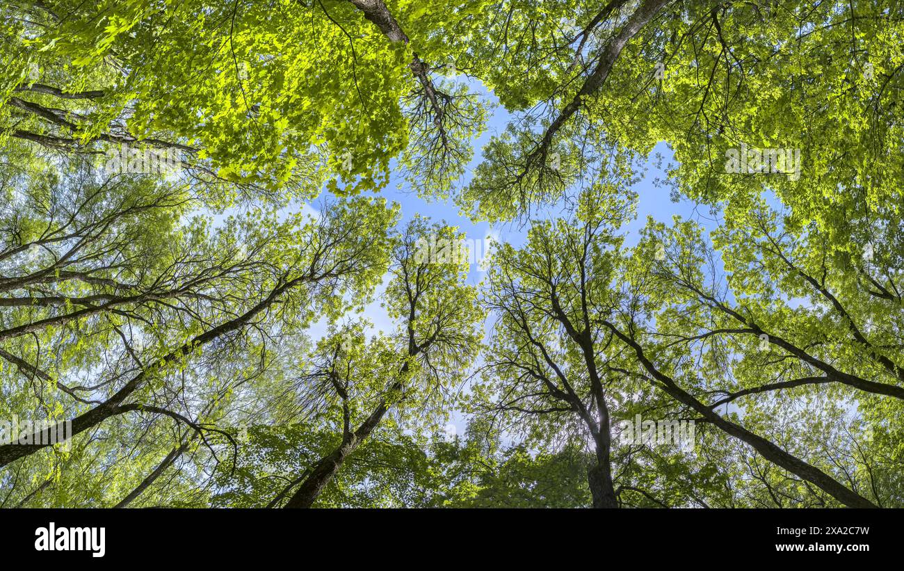 looking up to the sky through green tree tops on a sunny summer day. panoramic view. Stock Photo