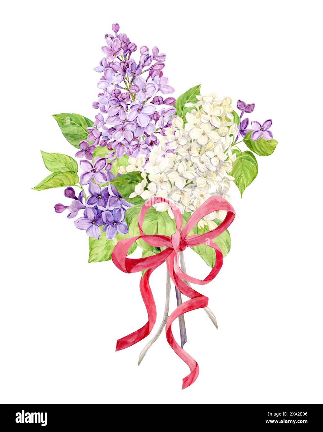 A bouquet of lilacs with a red silk bow on a transparent background ...