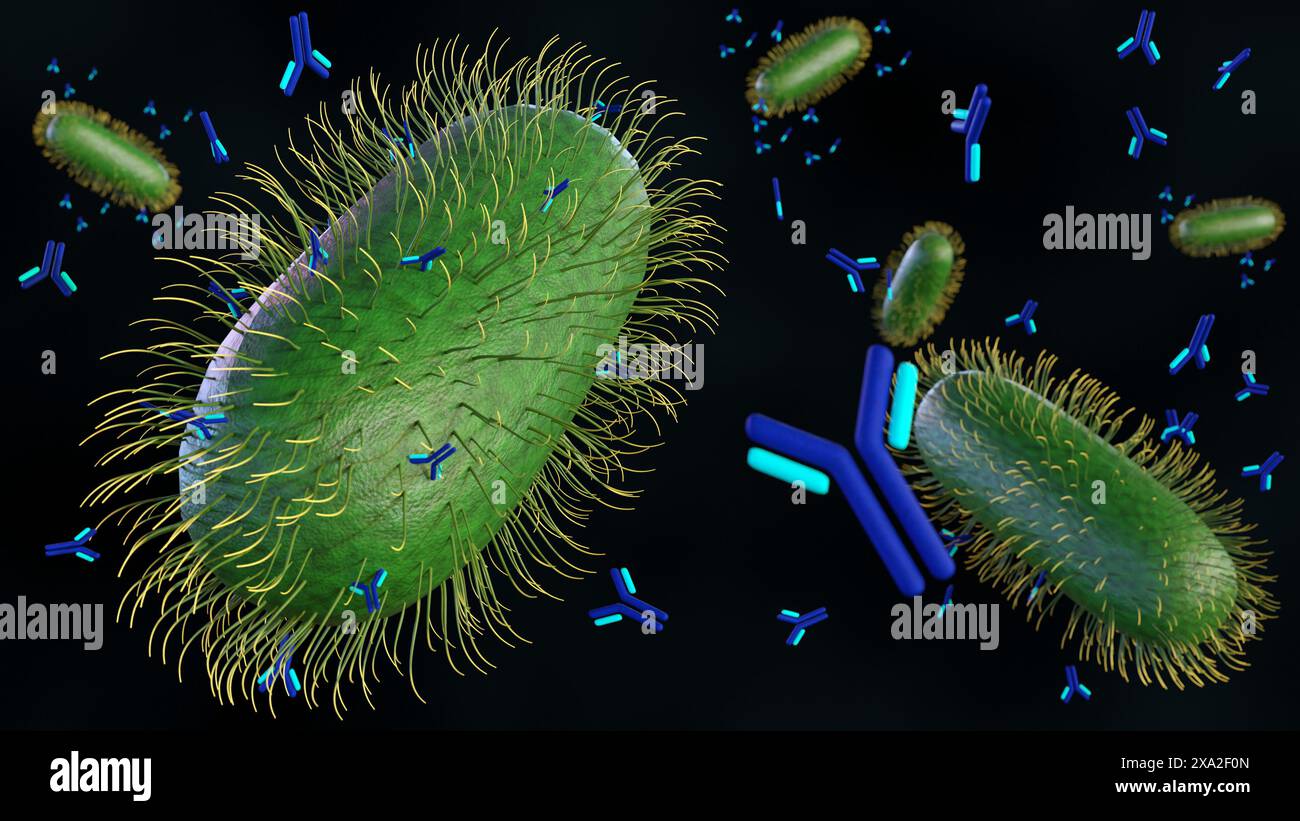 3d rendering of Antibody molecules produced by B cells bind outer ...