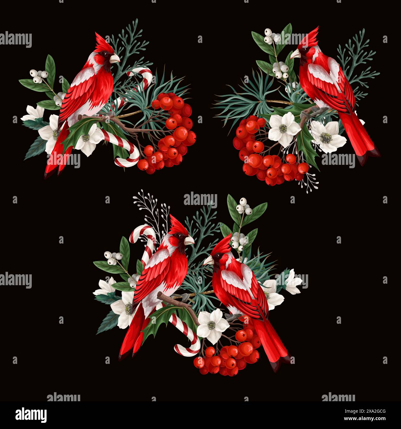 Christmas elements such as fir, red birds, rowan isolated . Vector ...