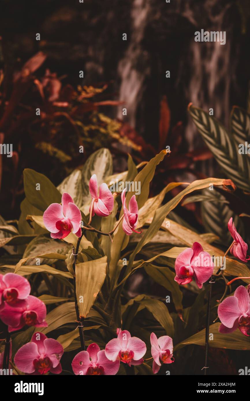 This beautiful photograph captures vibrant pink orchids in a lush South African garden, highlighting their stunning colors and delicate petals. Perfec Stock Photo