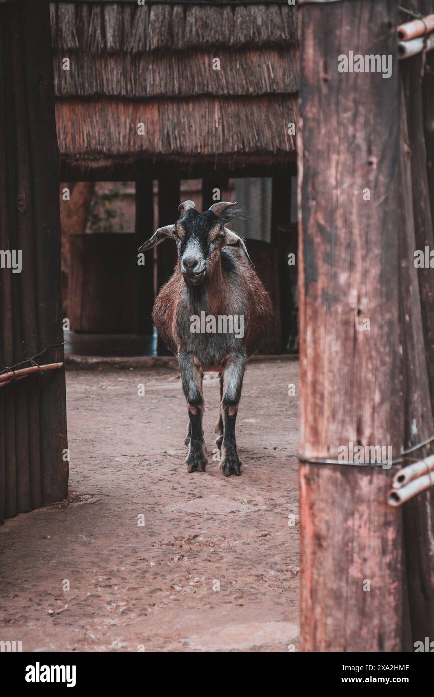 This captivating photograph captures a curious goat standing in a traditional South African homestead. The rustic setting and natural charm make it id Stock Photo