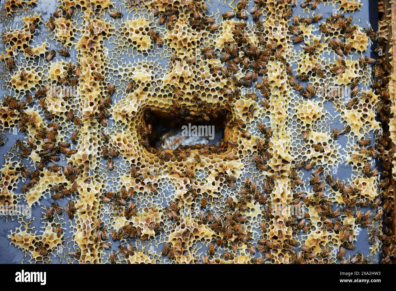Closeup bees on beehive hi-res stock photography and images - Alamy