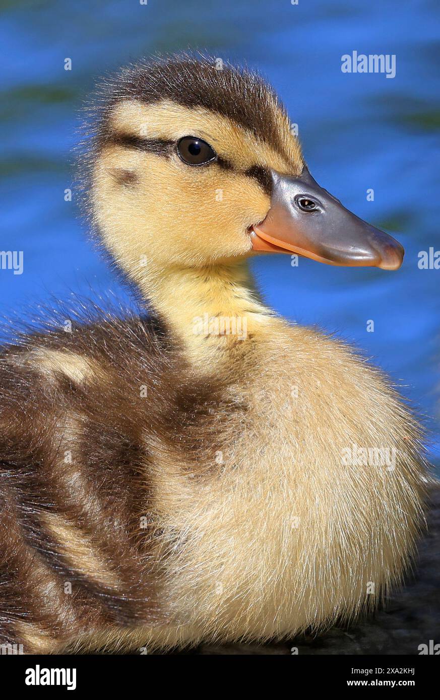 Mallard Duck baby portrait with blue background, Canada Stock Photo