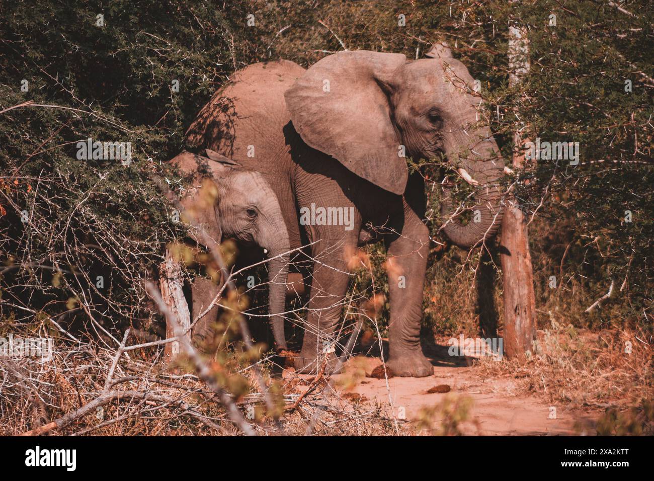 A touching scene of a mother elephant and her calf nestled in the dense ...