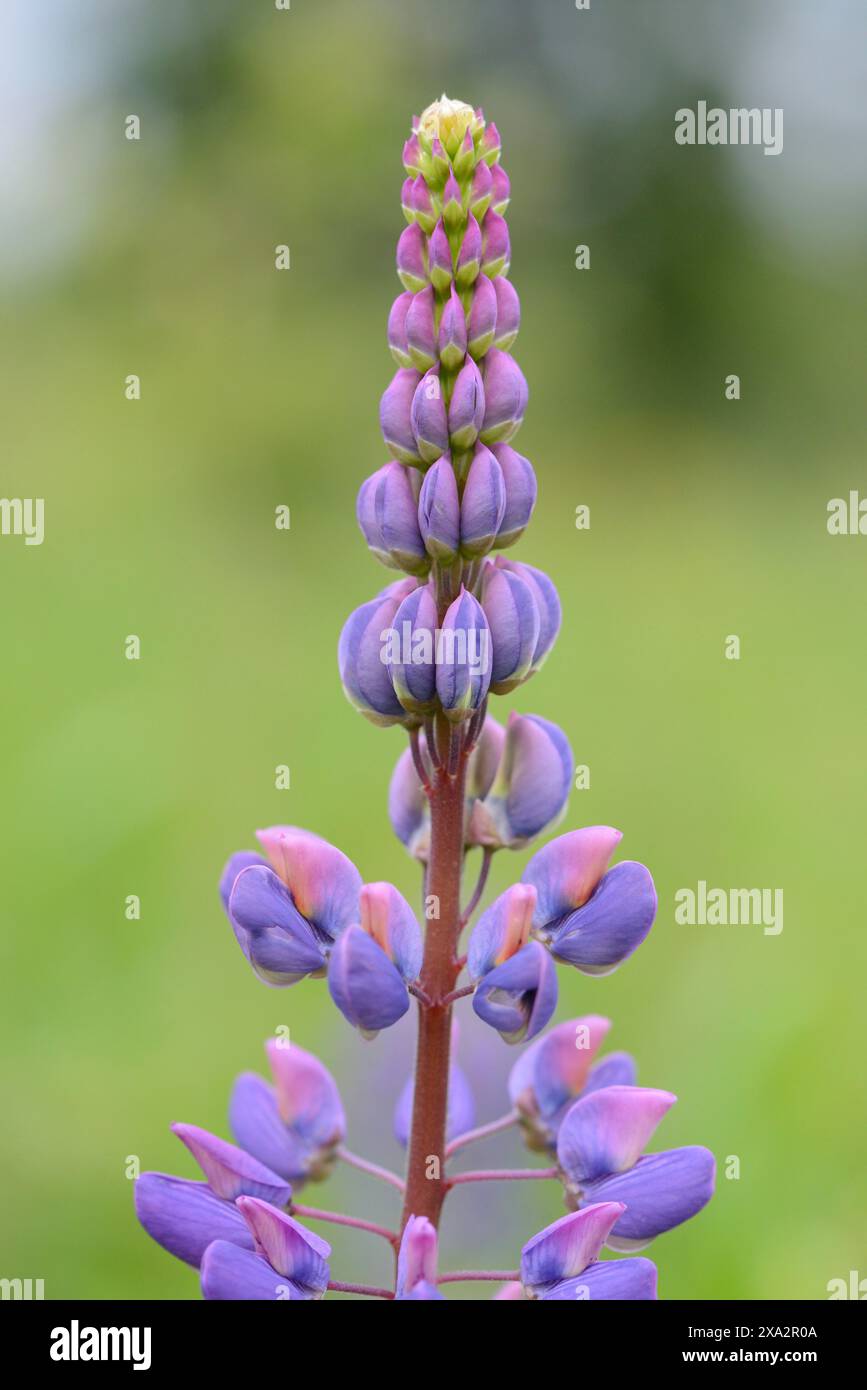 Close-up of narrow-leafed lupin or blue lupin (Lupinus angustifolius ...