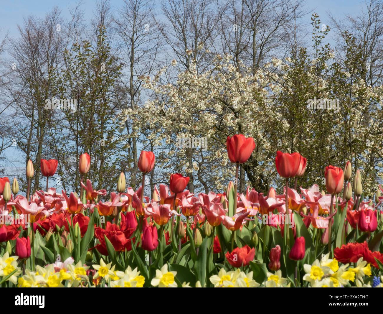 A flower bed with red tulips and yellow daffodils against a backdrop of ...