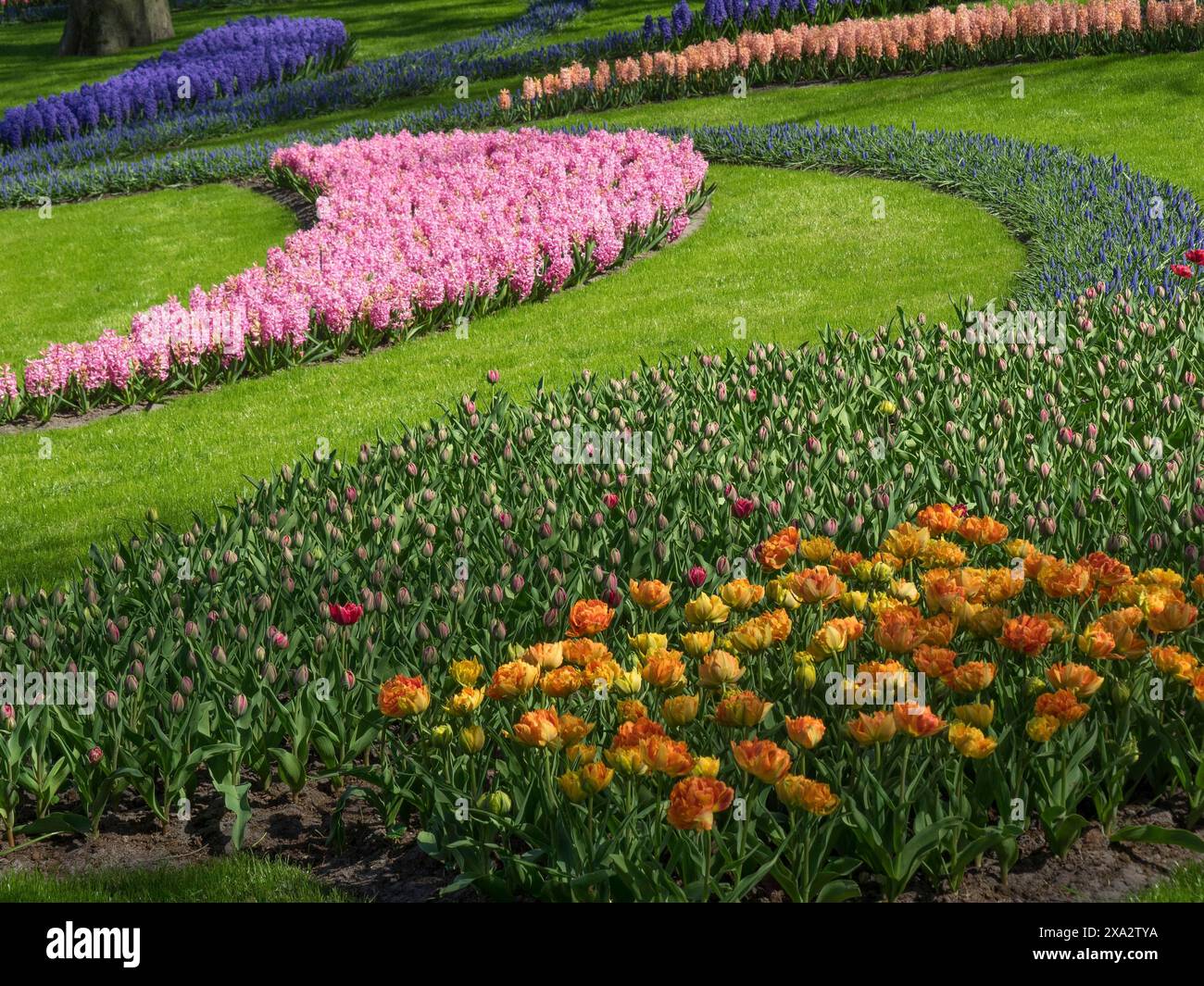 A magnificent flower garden with colourful tulips and hyacinths in ...