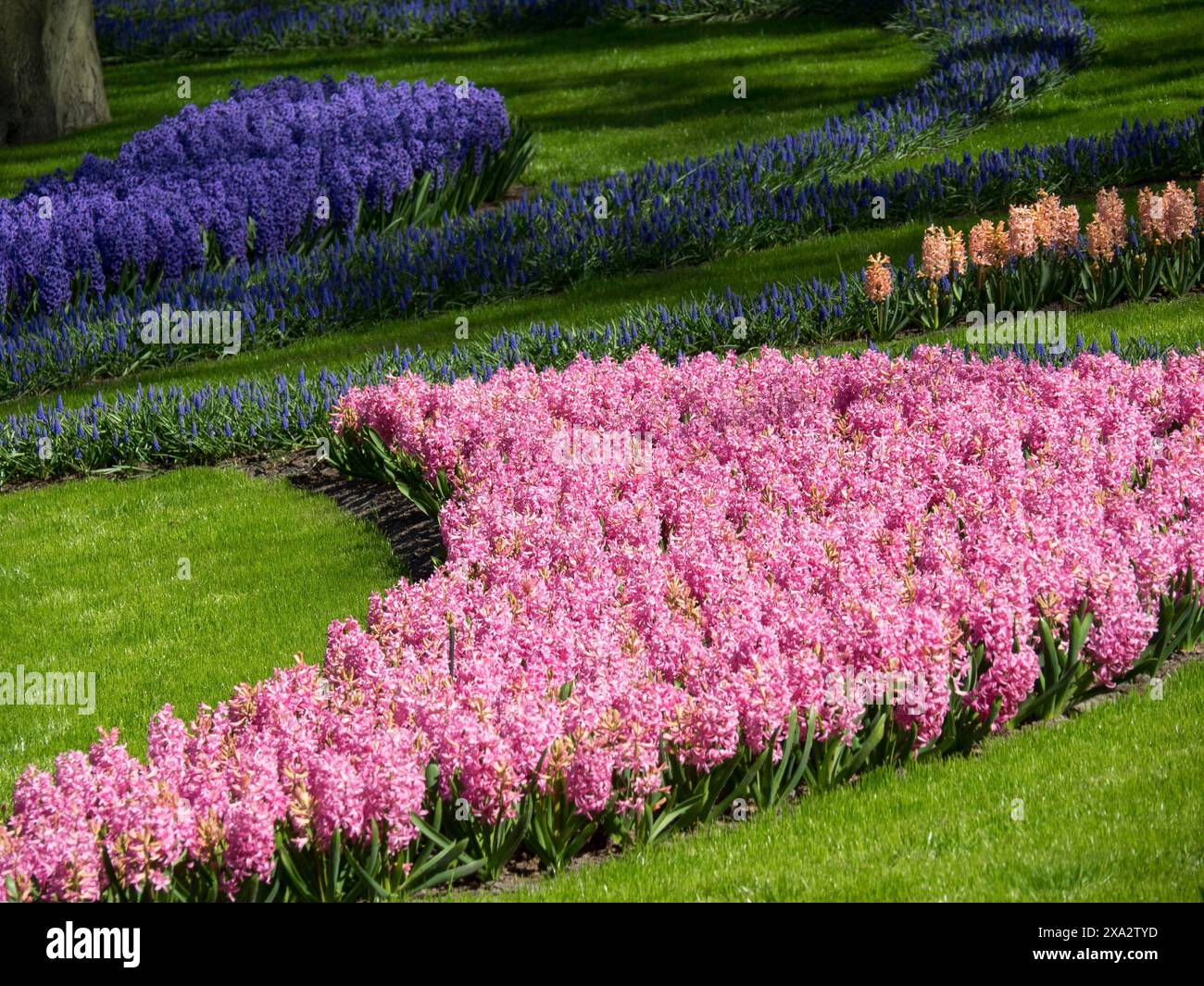 Flowerbed with beautiful pink and purple hyacinths planted in curved patterns on a green lawn, many colourful, blooming tulips in springtime in the Stock Photo